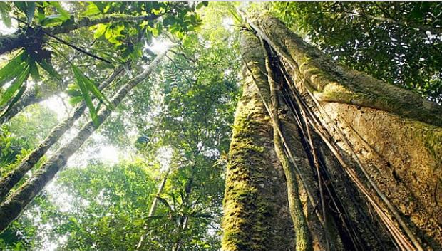 Cota de Reserva Ambiental pode gerar mais de R$ 5 bilhões na Amazônia