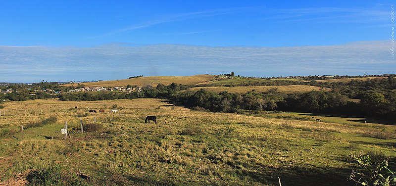 Onde tudo que se planta cresce: conheça as características do bioma Pampa
