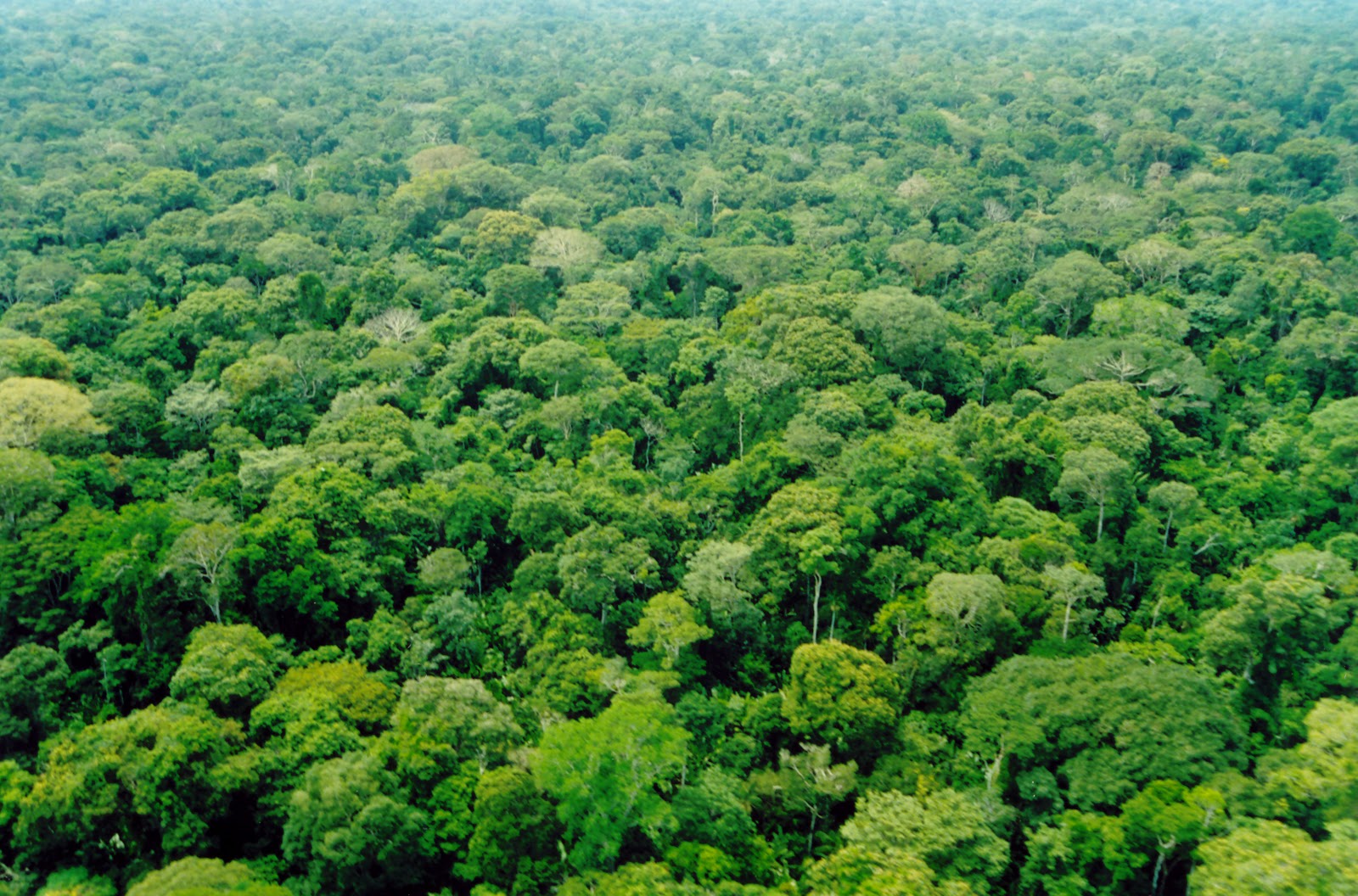 Novo Código Florestal – Desafios financeiros da restauração ecológica