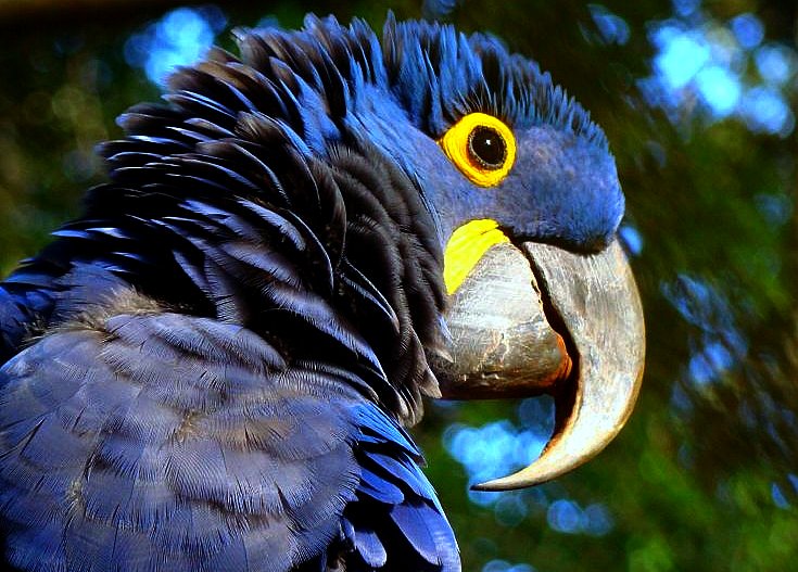 Espécie ameaçada de extinção prevista em listagem internacional atrai competência federal para julgamento de crime ambiental?