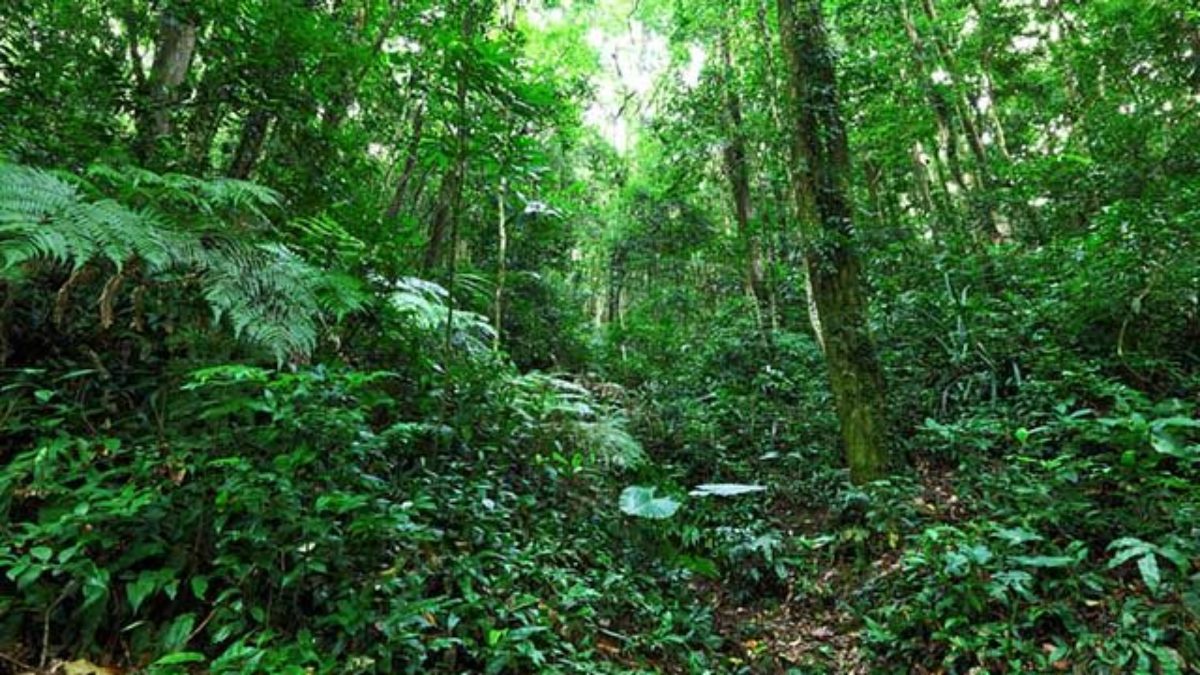Vou suprimir vegetação de Mata Atlântica. Afinal, o IBAMA deve anuir ou não?