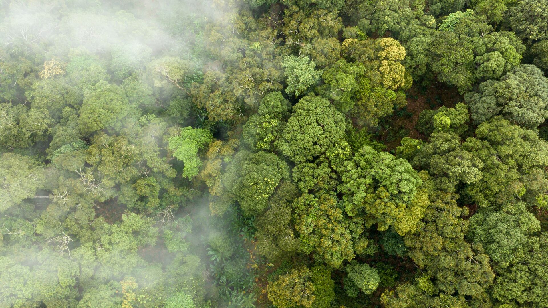 Lei do mercado de carbono brasileira: próximos passos.