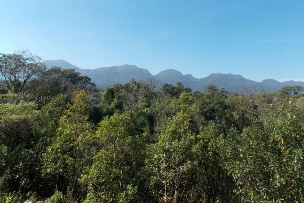 Mata Atlântica: quando, como e de que forma posso suprimir e compensar?