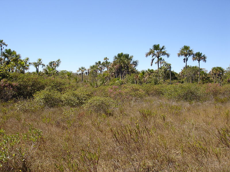 Regras para construção no Bioma Cerrado