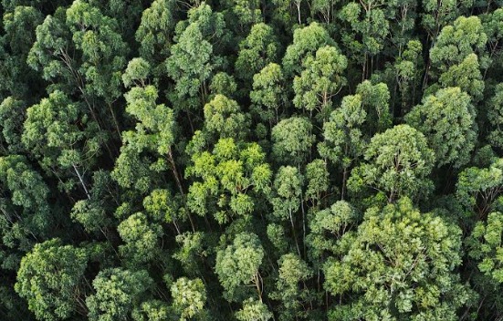 Meio ambiente e comércio internacional: a nova Lei britânica