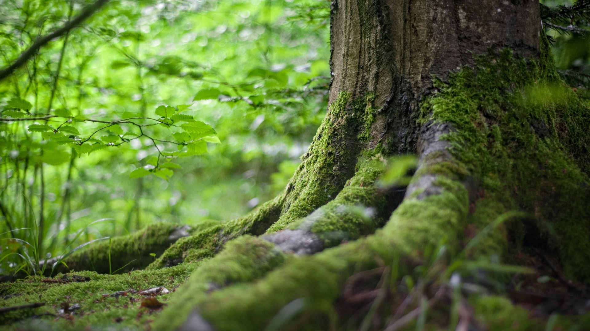 A Área de Relevante Interesse Ecológico (ARIE) e suas peculiaridades