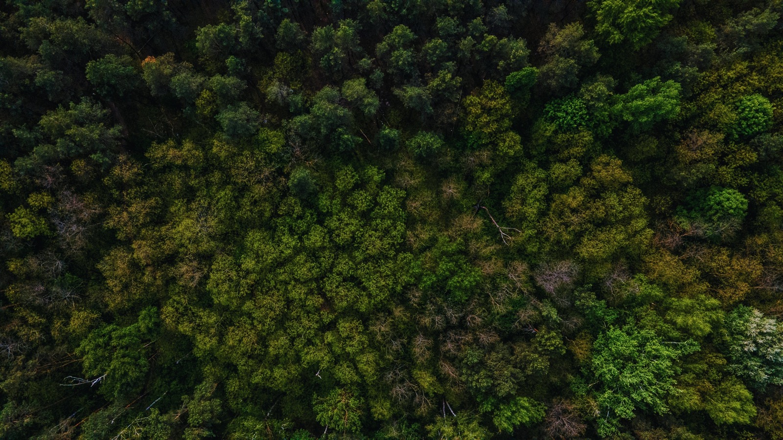 Adicionalidade de projetos de carbono e a perspectiva jurídica