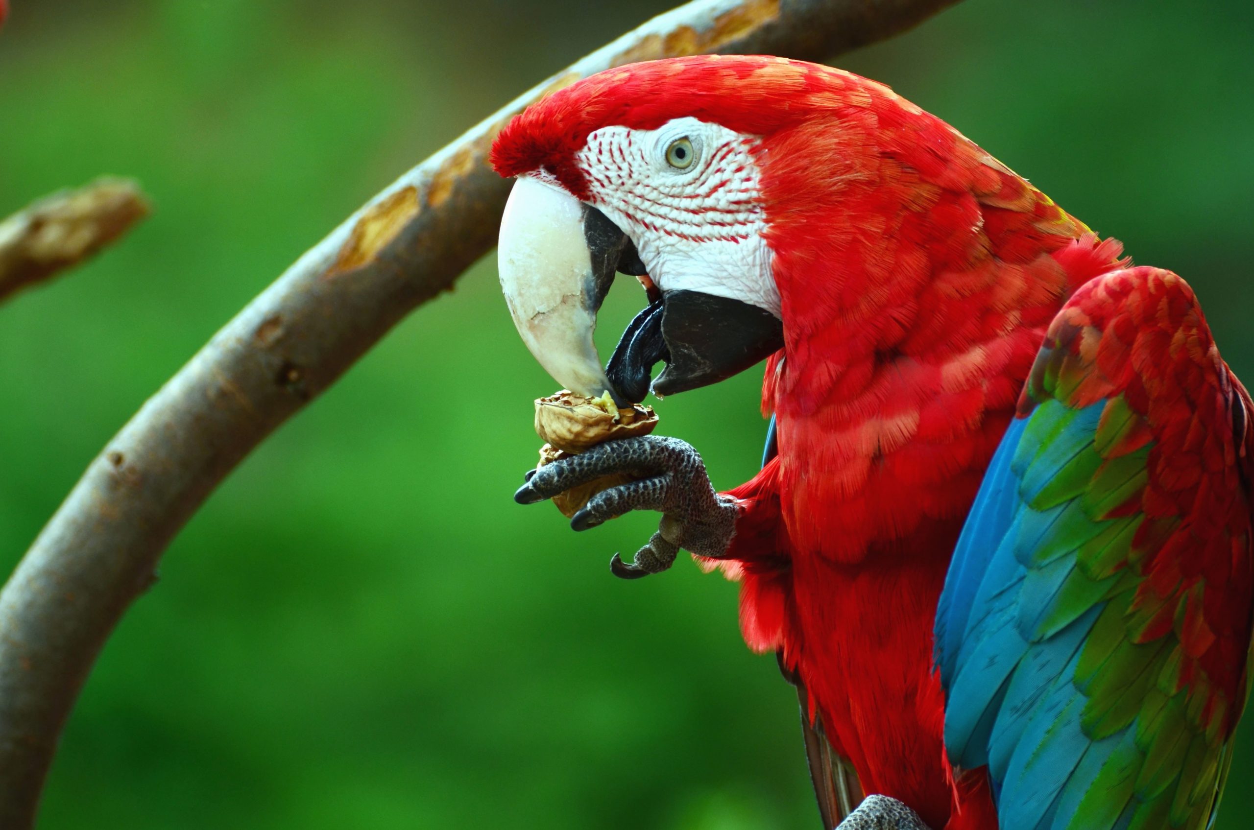 Afinal, ter animais silvestres em casa é ilegal? Entenda as possíveis repercussões penais e administrativas de ter esses animais, como papagaios e tartarugas, de estimação.