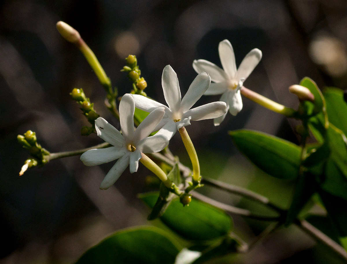 Publicada lista oficial de espécies endêmicas ameaçadas de extinção da flora fluminense