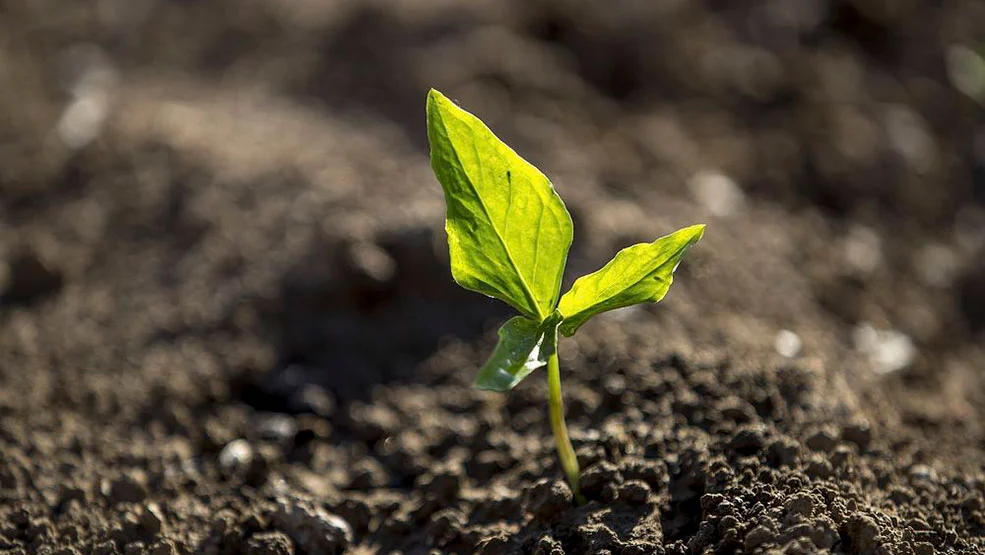 Reflorestamento como oportunidade financeira no mercado de carbono