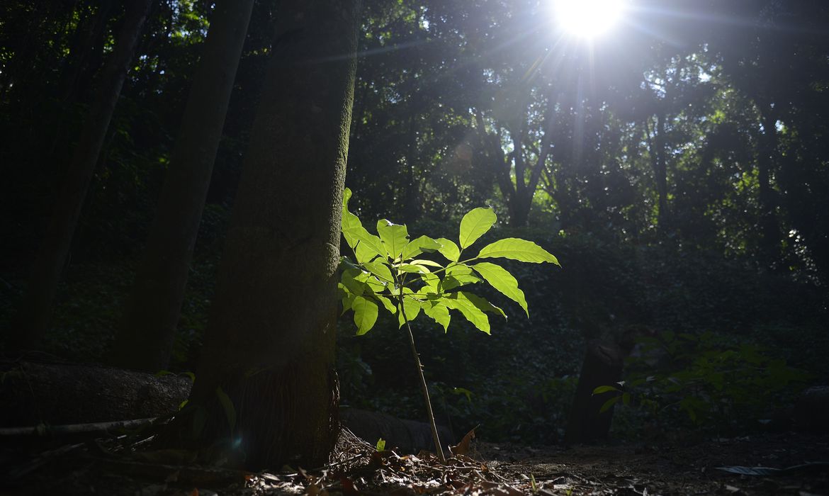 Mata Atlântica e a compensação ambiental
