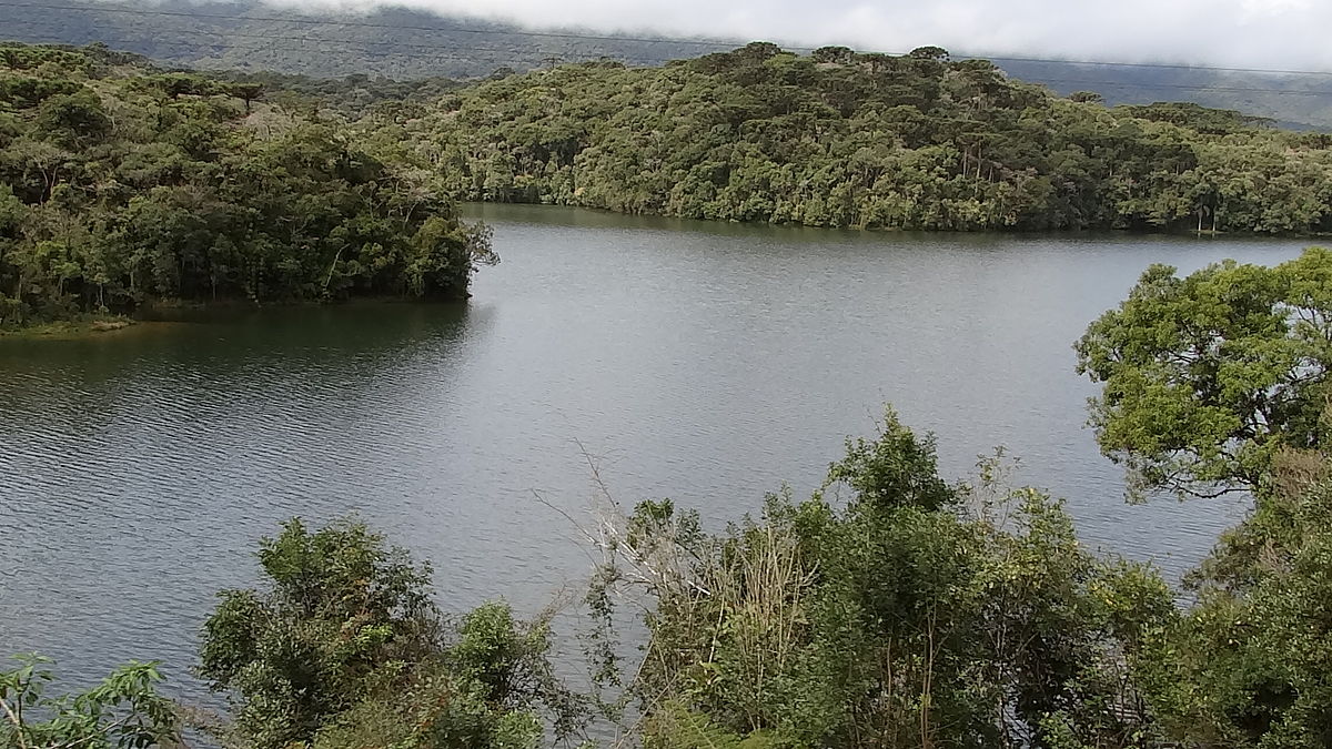 Se cortar vegetação de Mata Atlântica, tem que compensar