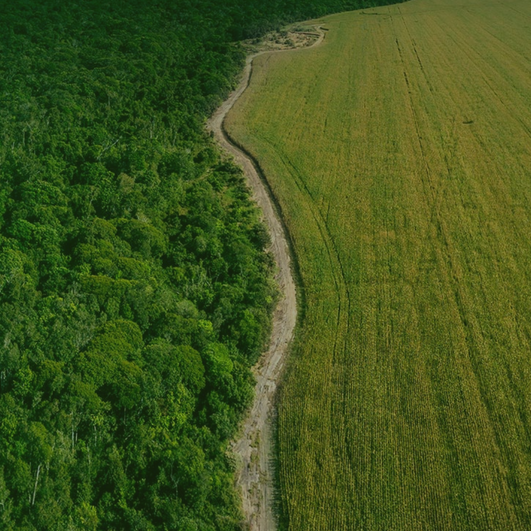 Instituição, Delimitação e Realocação. Tudo sobre Reserva Legal.