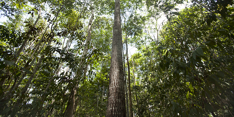 MMA divulgará informações sobre supressão de vegetação nativa autorizada e sem autorização