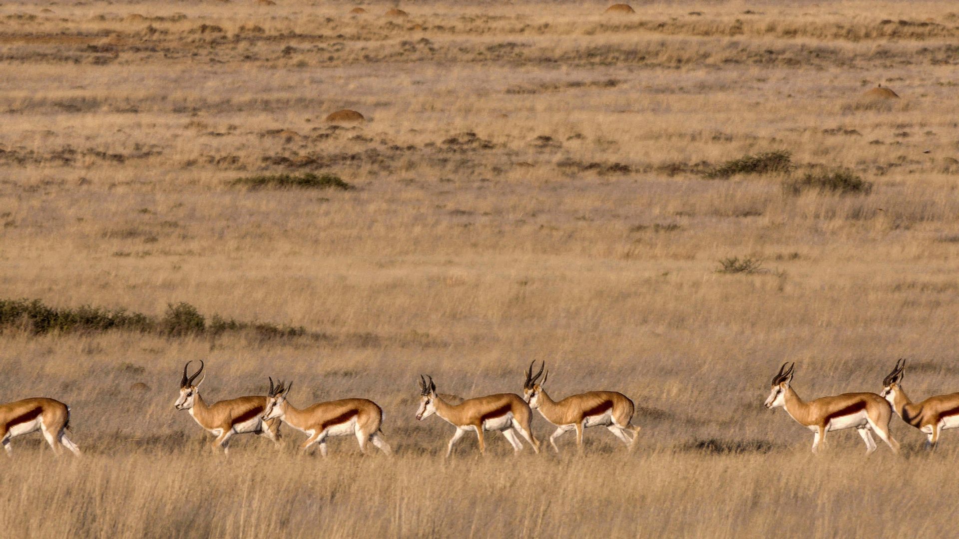 A Proteção da Fauna Silvestre e o artigo 29 da Lei de Crimes Ambientais
