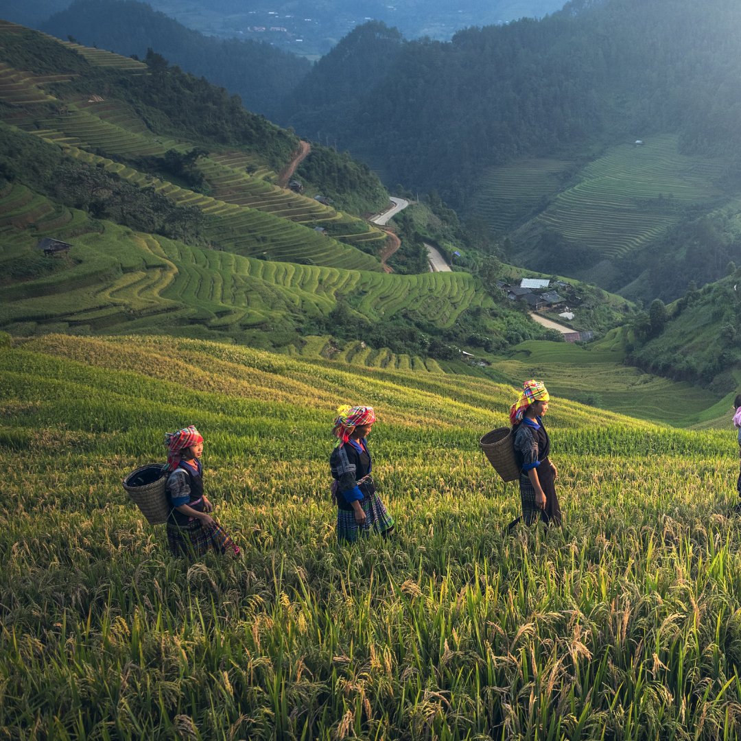 RegularizAgro e o desafio da regularização ambiental no Brasil
