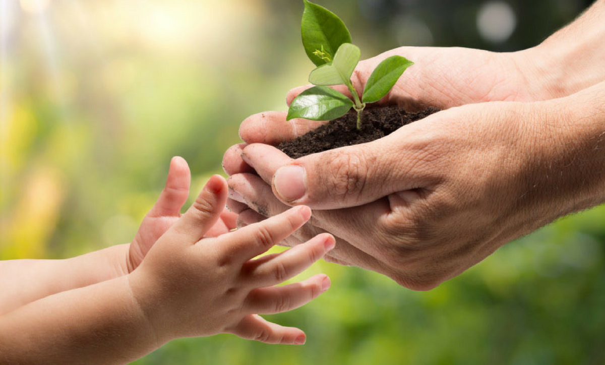 Concessão florestal: um passo para o desenvolvimento sustentável