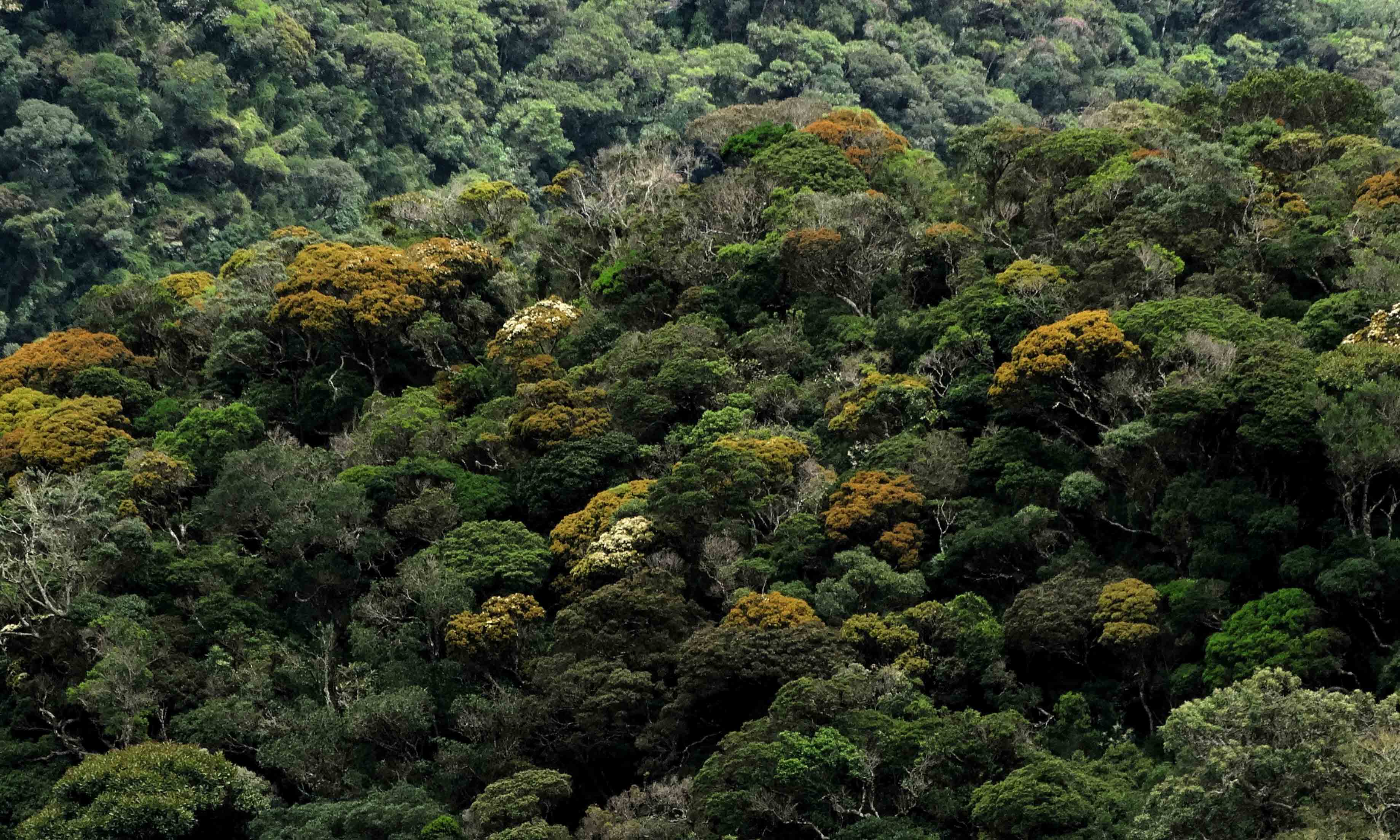 Decreto nº 9.640/2018: A regulamentação da Cota de Reserva Ambiental (CRA)