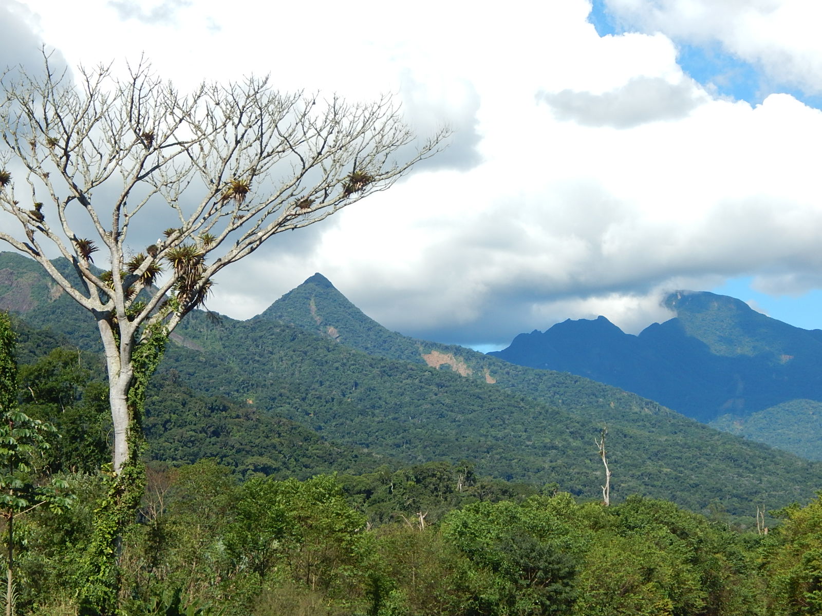 Mata Atlântica - Uma tutela jurídica em construção