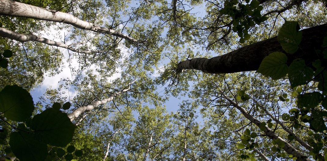 STF INICIA O JULGAMENTO DA CONSTITUCIONALIDADE DO CÓDIGO FLORESTAL