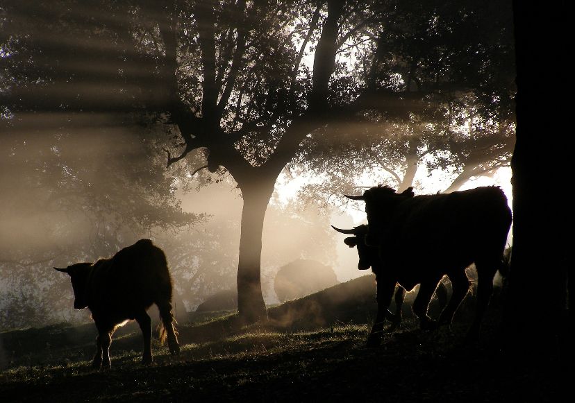 Carne Carbono Neutro: a busca por uma pecuária mais sustentável