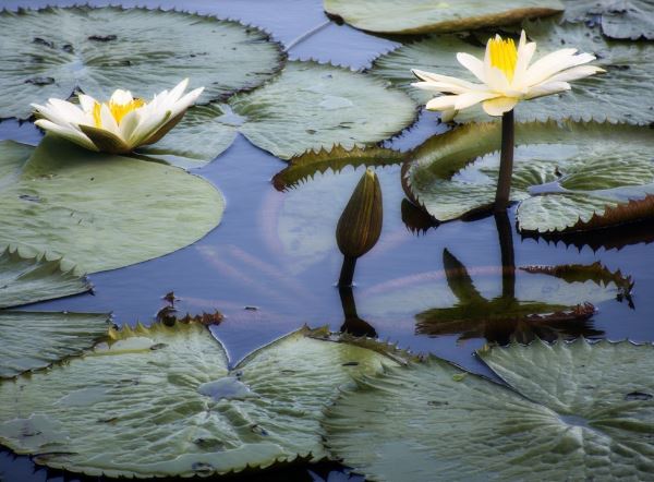 Licenciamento ambiental, segurança jurídica ou desastre