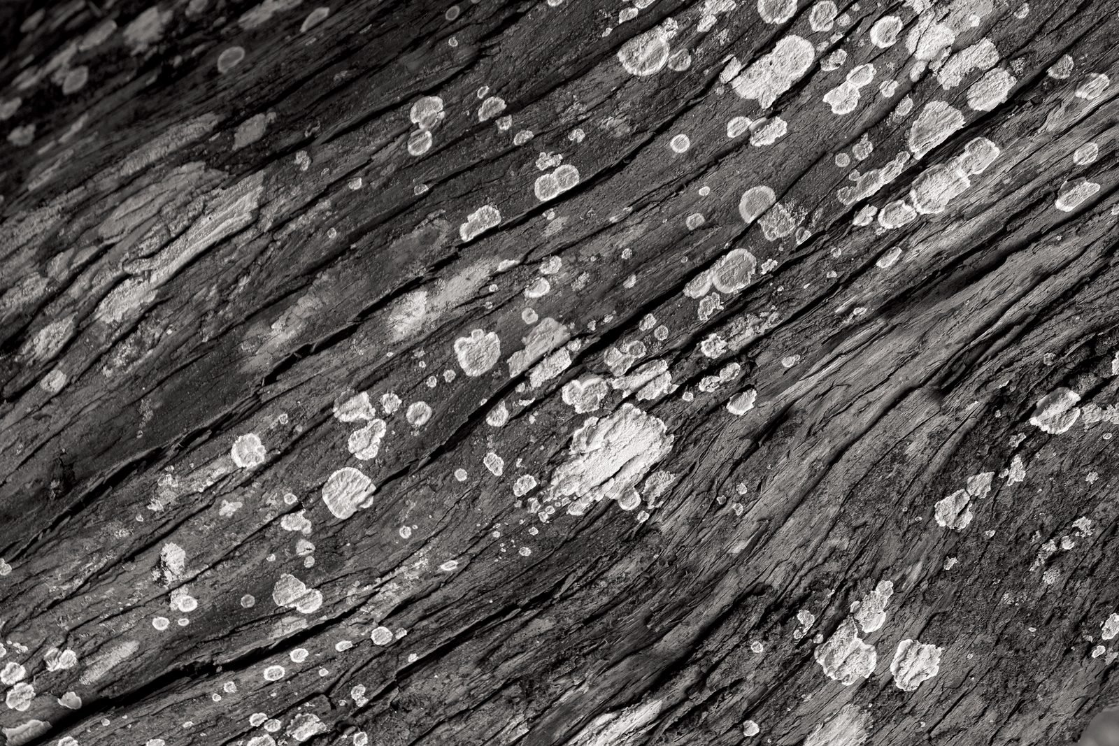 Casca de árvore em detalhe